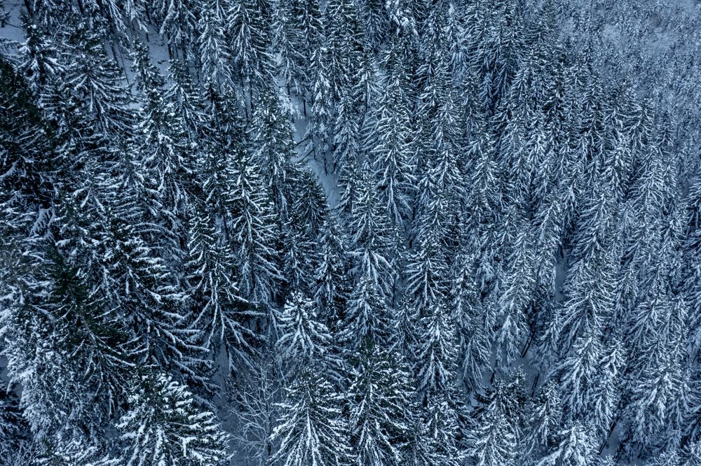 Snowy forest, drone aerial view, in the Bavarian Alps, Germany