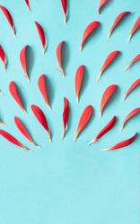 Red soft petals in lines on a light sky blue background