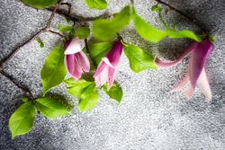 Top view of magnolia blooming creating a floral frame