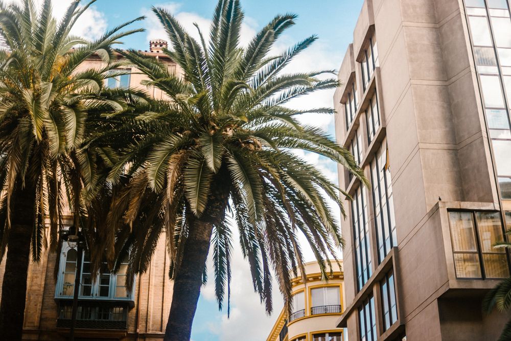 Palms near modern buildings in city
