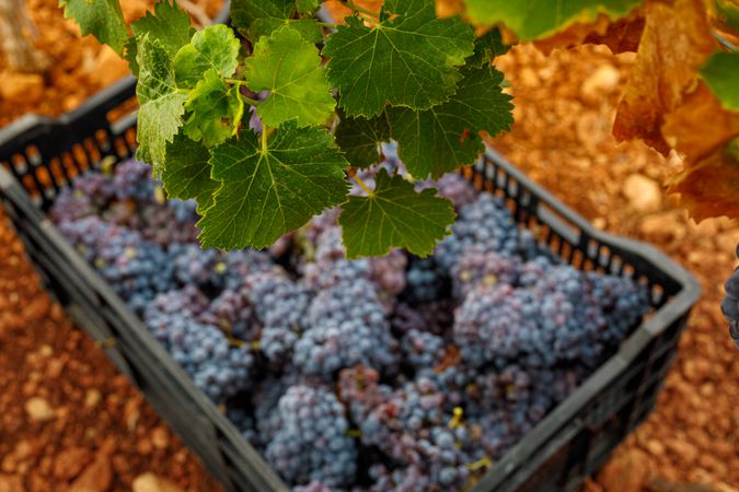 Tasty grapes harvest in box