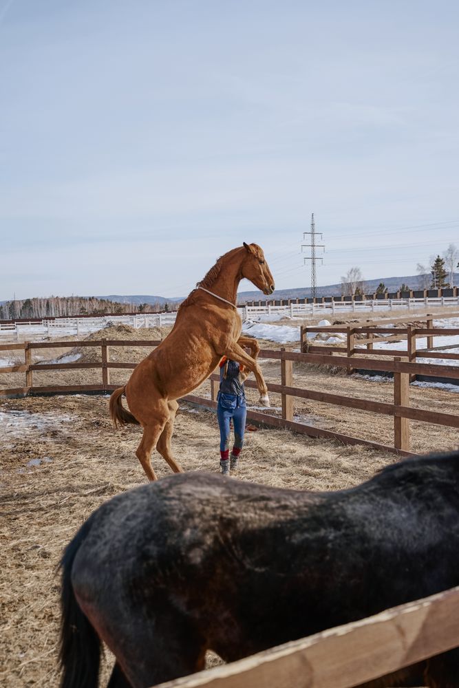 Worker caring for brown horse in open yard