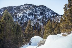 Picturesque view of mountains with forest in snow