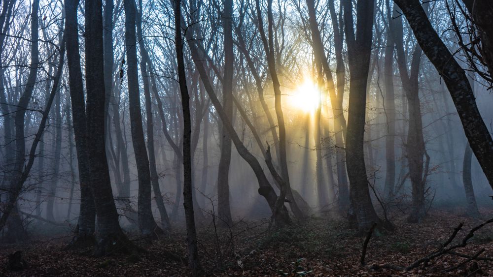 Misty autumnal  forest at sunset
