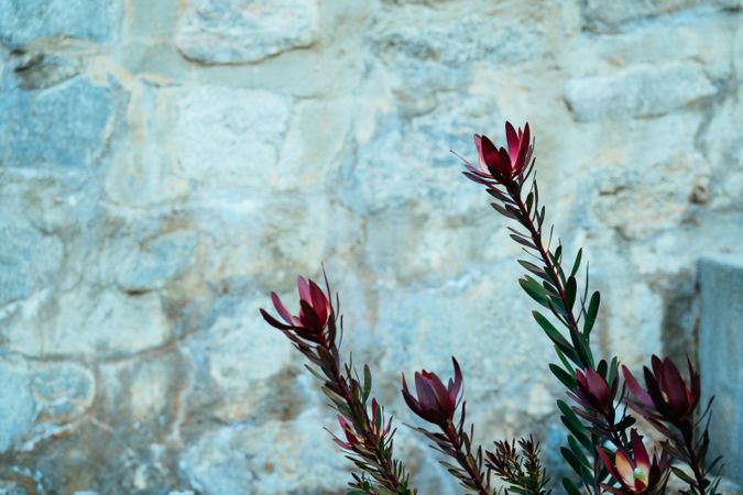 Dark pink flowers on plant outside