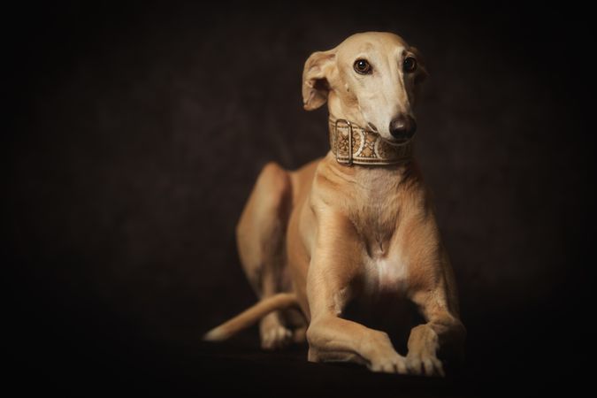 Alert attentive brown Sighthounds dog