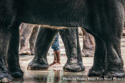 Person standing between elephant legs 5ovZg0
