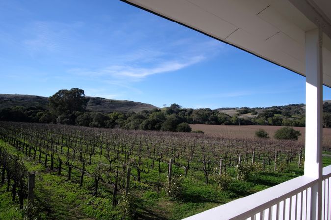 Vineyard near terrace in countryside