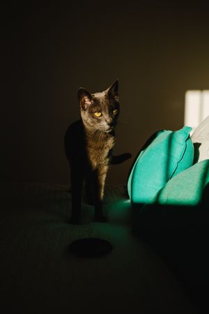 Cute cat under ray of light on a bed