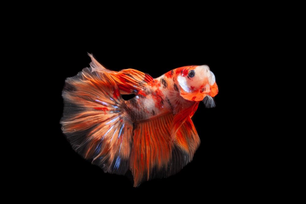 Orange Fish