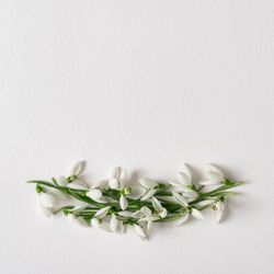 Snowdrop flowers line on light paper