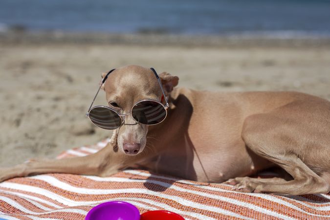 Little italian greyhound dog in the beach