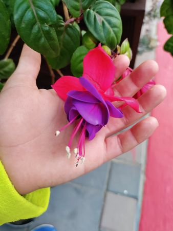 Voodoo fuchsia with a child’s hand holding it