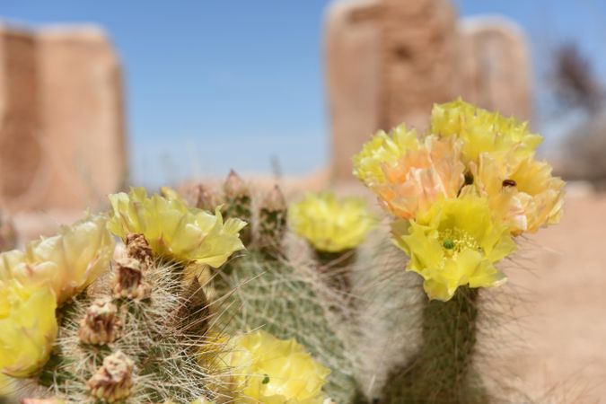 Grizzlybear Prickly Pear cactus  at Ryan Ranch