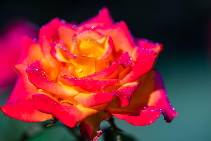 Blooming bright flowers in a garden