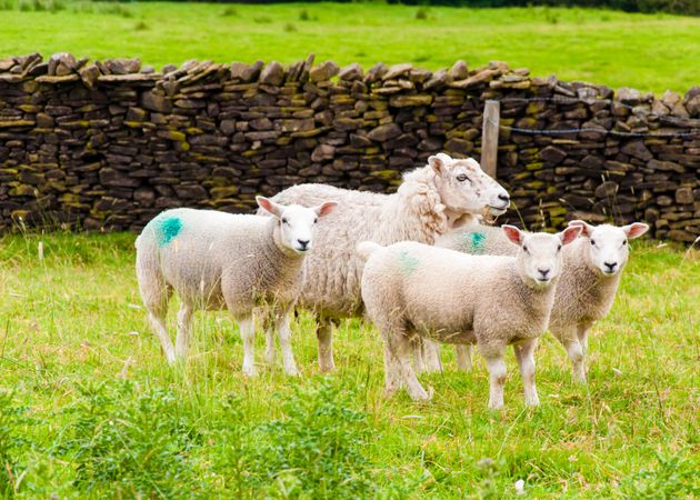 Light Herd of sheep on green grass field