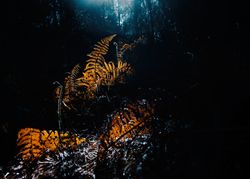 Dry fern leaves in dark forest