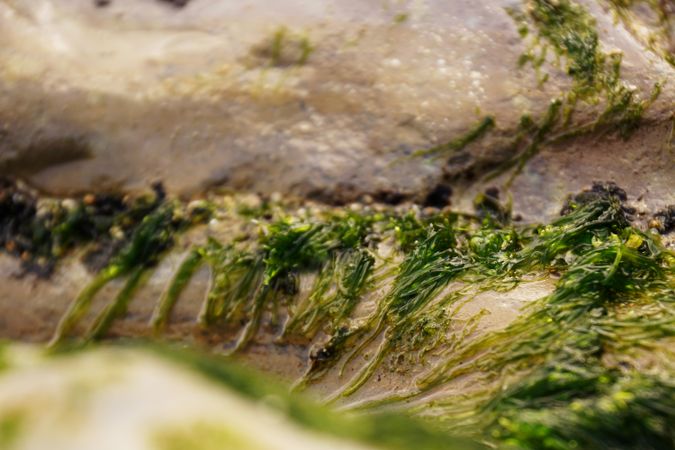 Wet algae on stone