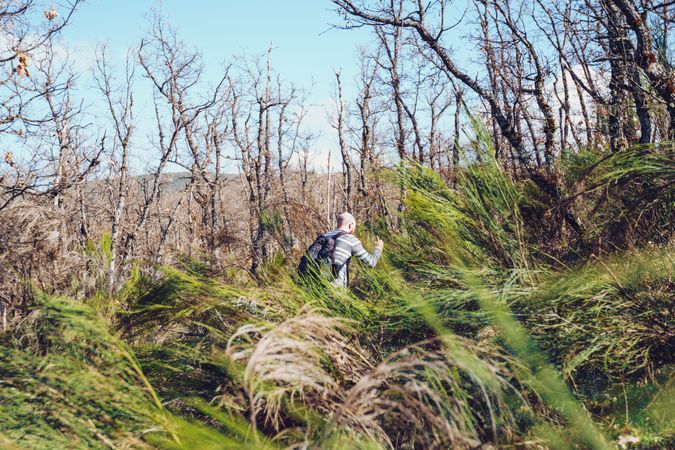 Man hiking in bare forest with colorful tall grass