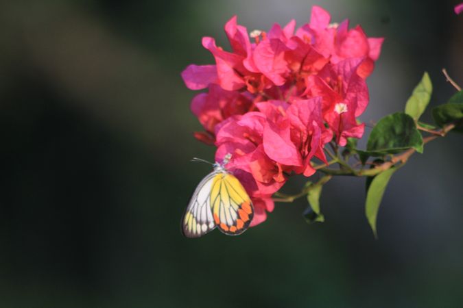 Butterfly And Flower