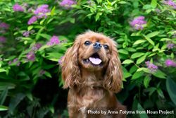Portrait of cavalier spaniel running in green foliage and flowers 4d9Onb