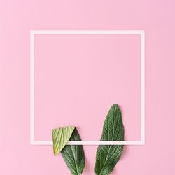 Bunny rabbit ears made of green leaves on pink background with copy space