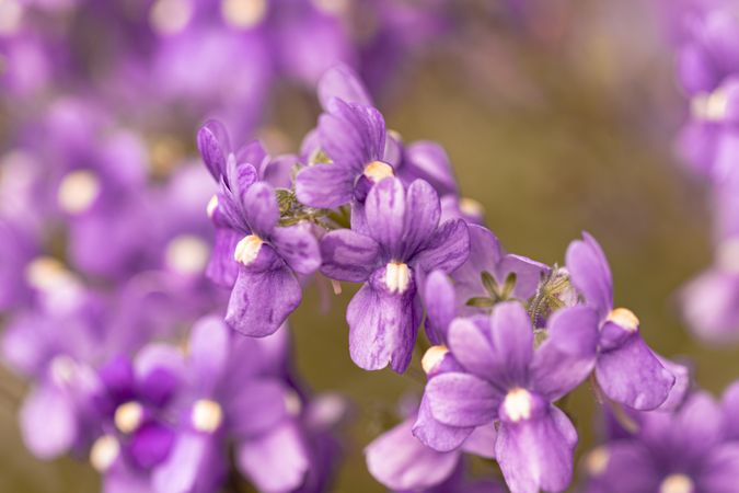 Close up of small bright purple flowers growing outside with selective focus