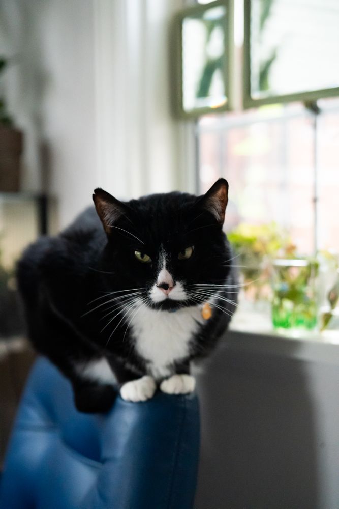 Dark cat sitting on blue chair