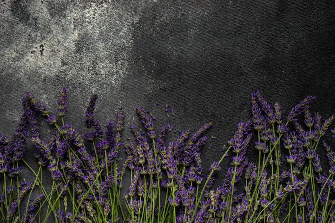 Fresh lavender flowers on a dark surface