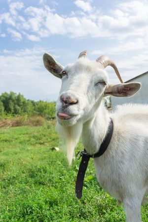 Goat poking a tongue on green grass field
