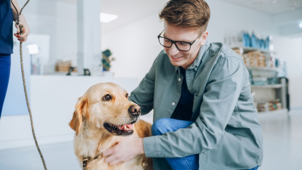 Young Veterinarian Brings a Pet Golden Retriever Back to the Guardian.