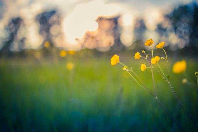 Yellow flowers in a field