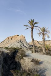 Palms growing at dune