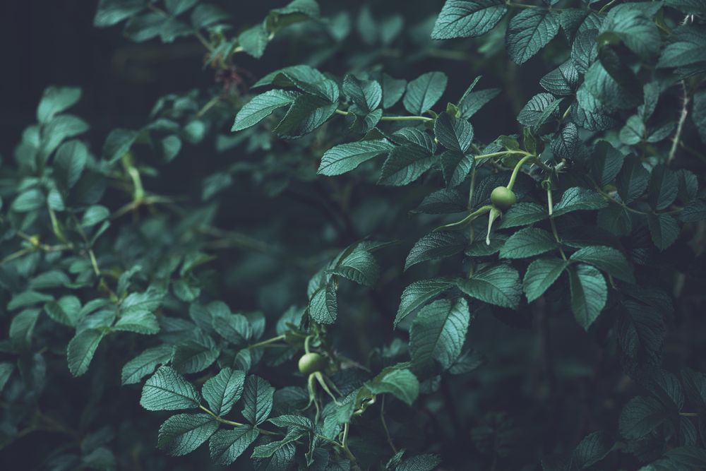 Dark green leaves on bush