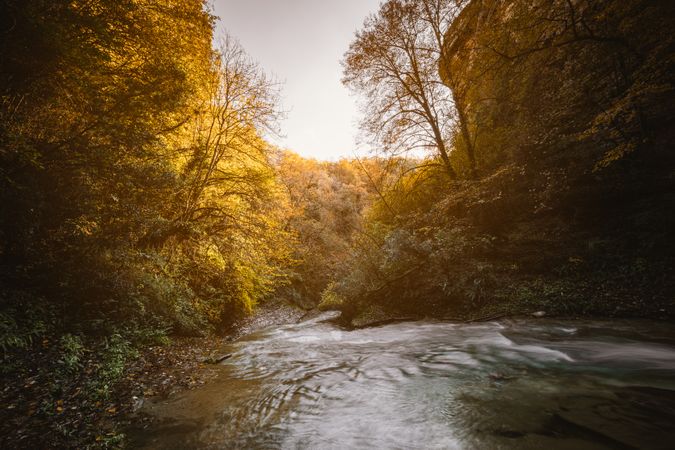 River in the middle of the forest