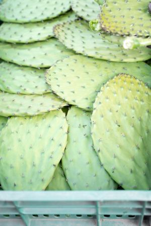 Some harvested nopales are stacked inside of a crate