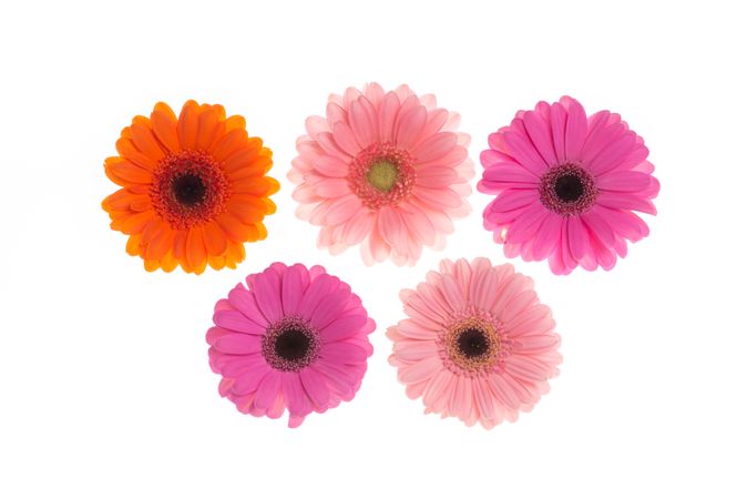 Several gerbera flowers seen from a top view