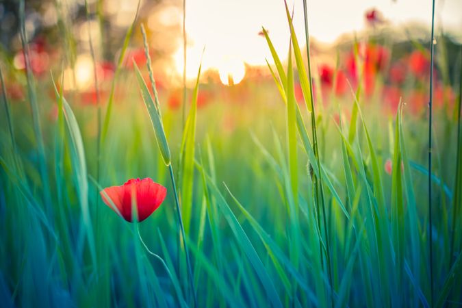 Poppy flower in tall grass