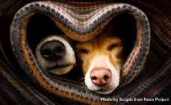 Two sleeping dog sticking their noses out blanket 0yrJ15