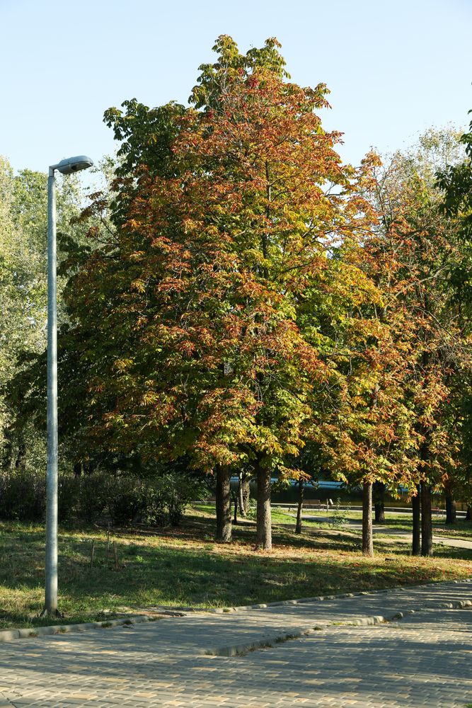 Beautiful city park in bright sunny morning