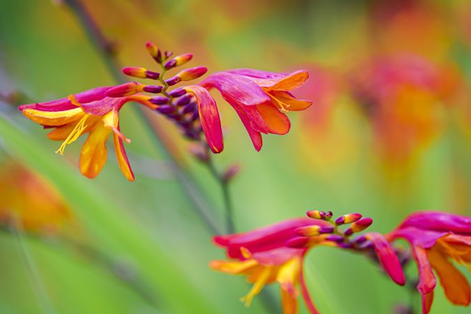 Two stalks of pink yellow flowers in bloom
