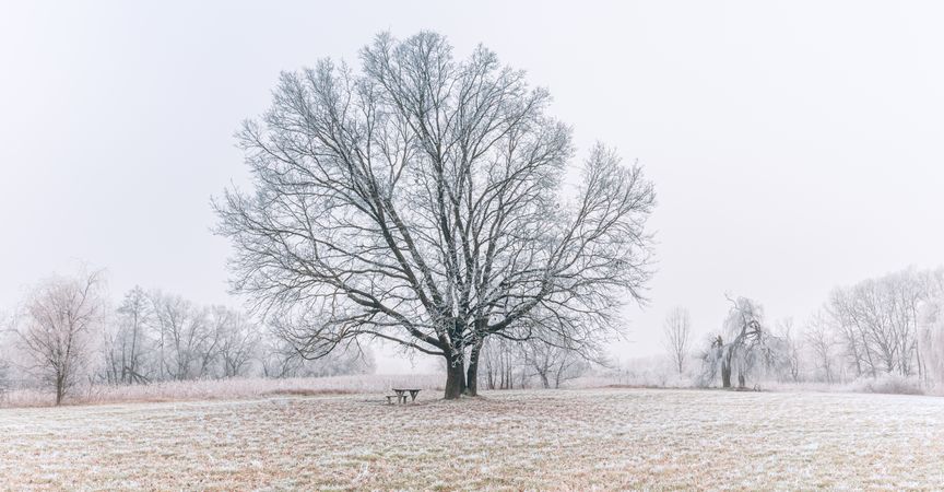Large tree in a field with a small bench underneath, wide