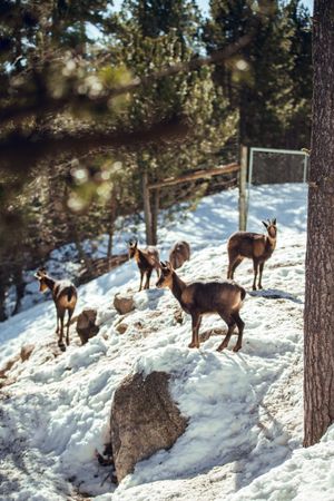 Goats pasturing on hill between snow