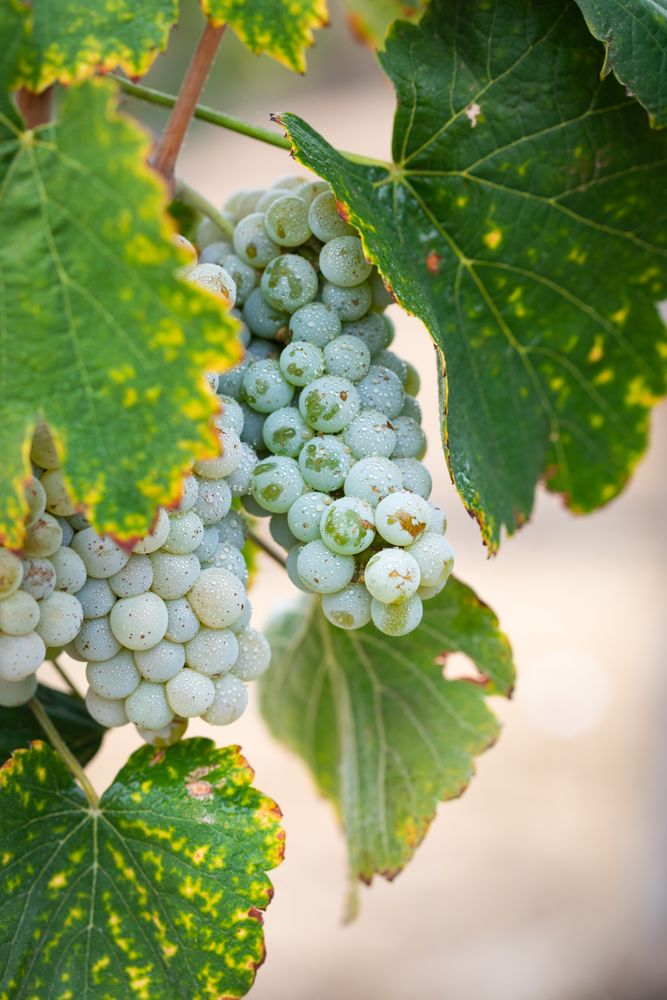 Vineyard with Lush, Ripe Wine Grapes on the Vine Ready for Harvest