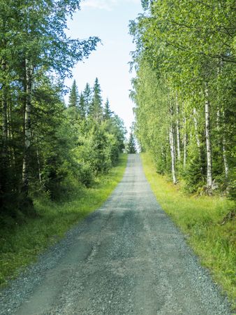 Gravel road in summer forest