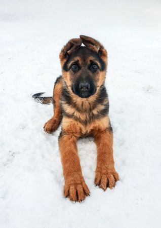 Cute puppy sitting in the snow
