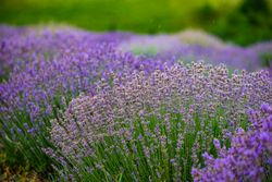 Summer landscape with flowering lavender