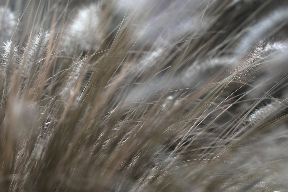 Meadow with dry plants