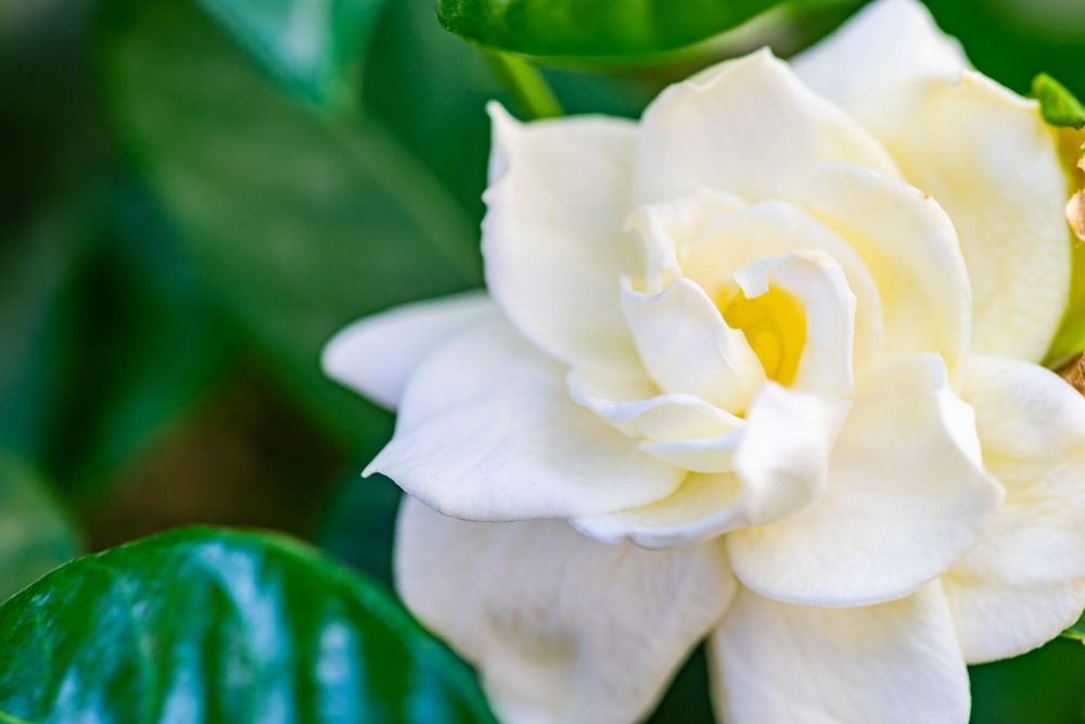 Blooming Gardenia flowers in the garden