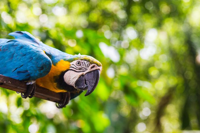 Blue and yellow macaw parrot on brown wooden tree branch